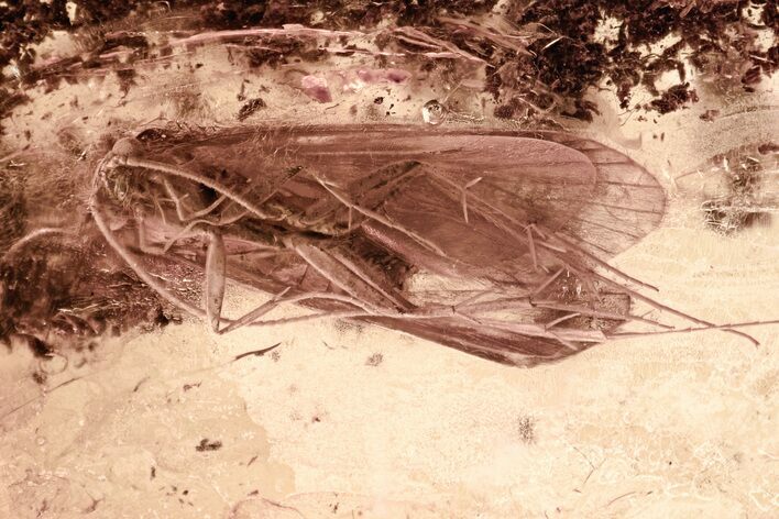 Large Fossil Caddisfly (Trichoptera) In Baltic Amber #349424